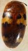 Mycotretus floriger